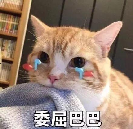 吃瓜娱乐君折耳猫