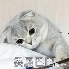 吃瓜娱乐君折耳猫