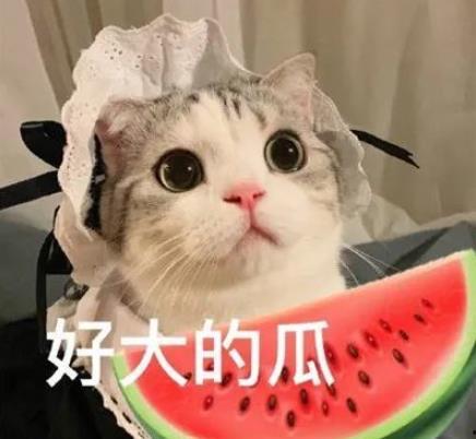 娱乐吃瓜君猫咪,揭秘娱乐圈的萌宠生活