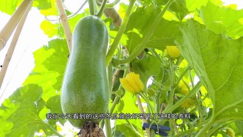 娱乐区吃瓜,揭秘明星们的“吃瓜”日常